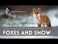 How to use Custom Camera Presets: Foxes and Snow