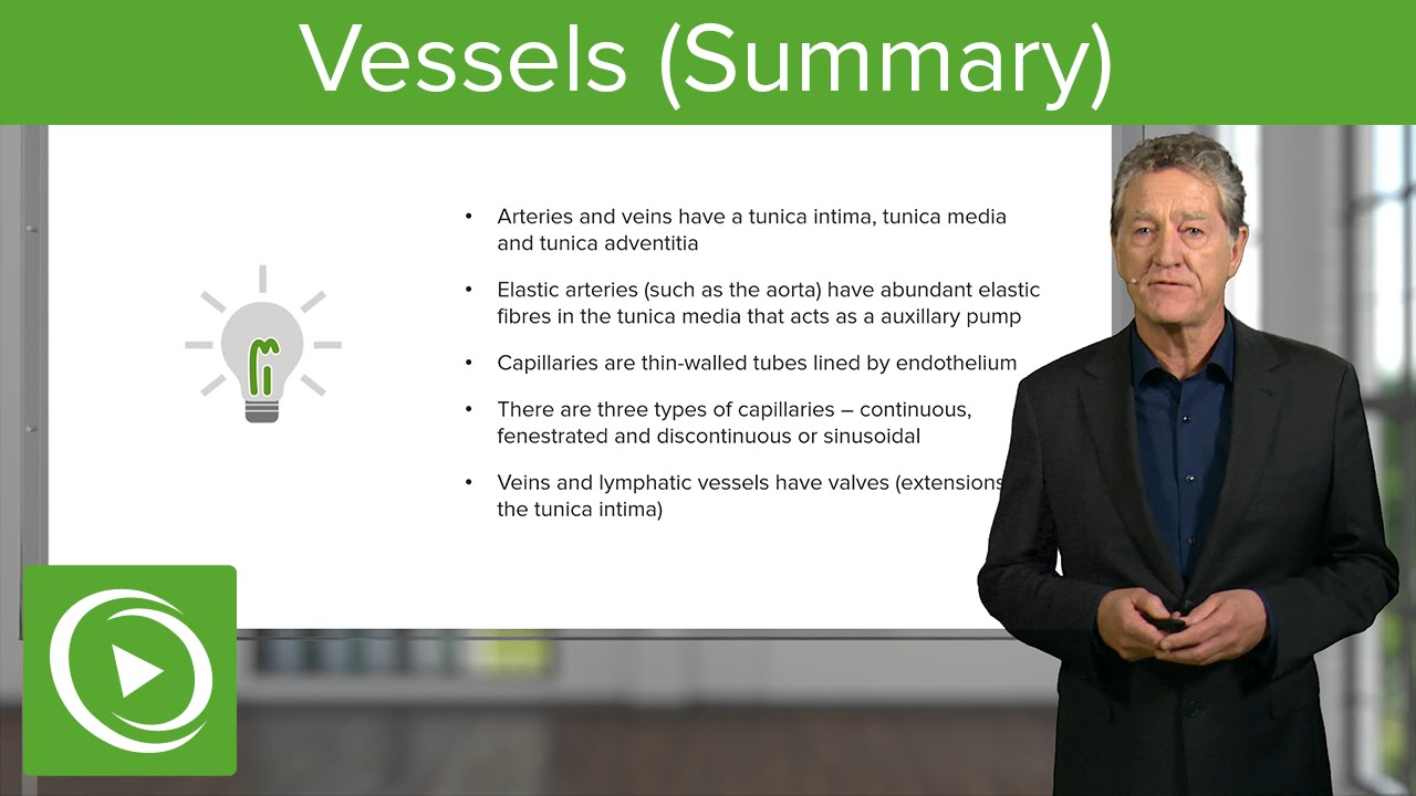 Vessels: Arteries, Veins & Capillaries  – Histology | Lecturio