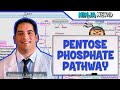 Metabolism  pentose phosphate pathway