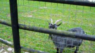 Aberdeen, Hazelhead, Pets Corner - Dr. Doolittle