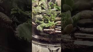 7 Best Plants for Closed Terrariums ✅🍃 #shorts