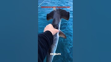 Hammerhead Sharks Transformation....wait the last one☠️ #shark #hammerheadshark #usa #shorts