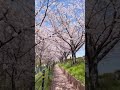 【桜】お花見@枚方 #Shorts