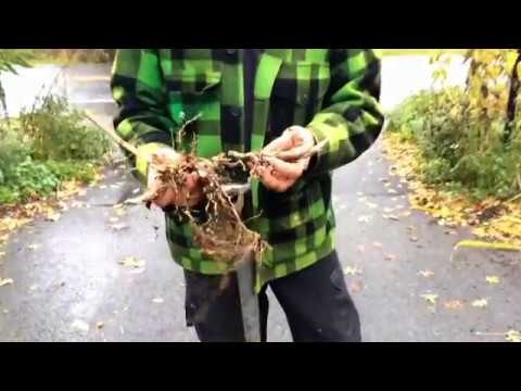 Video: Miscanthus 'Adagio' Care - Pelajari Cara Menanam Rumput Adagio Maiden