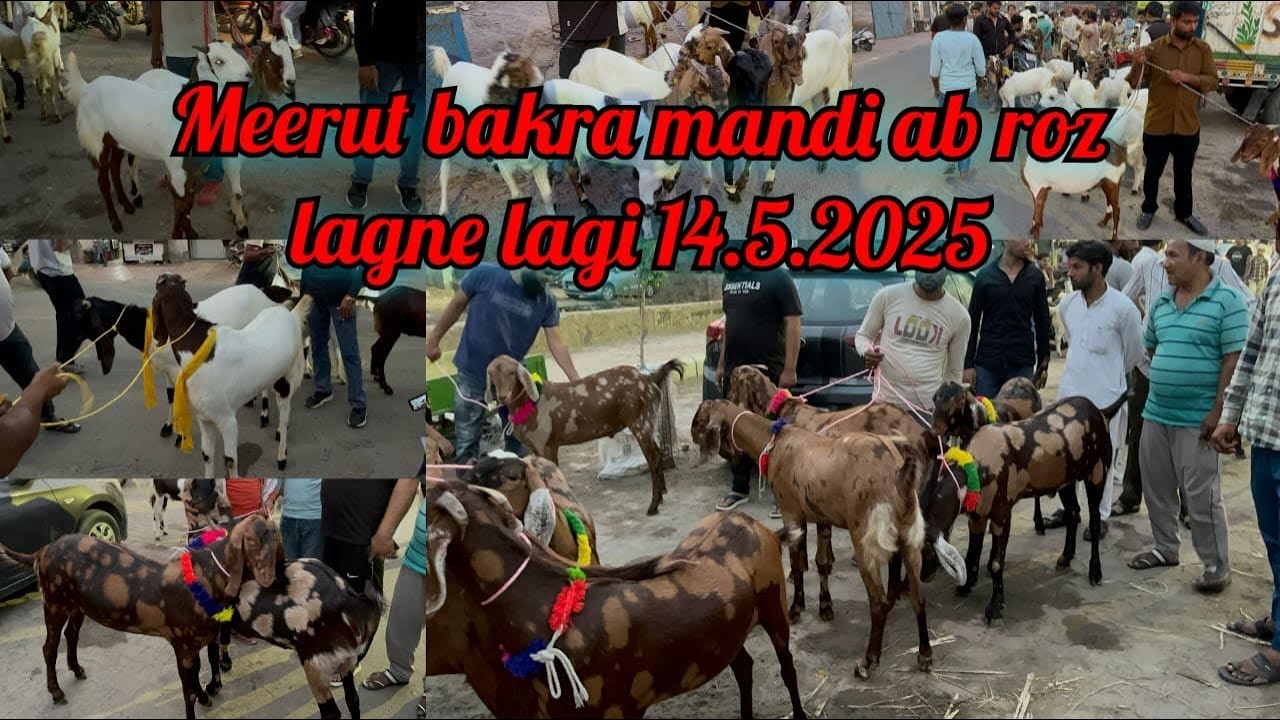 Meerut Bakra Mandi with live price 14 May 2025 Ab Roz lagegi Mandi #viralvideo #goat #animals #video