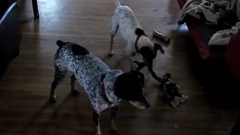 Ellie, Higgins & Rolo