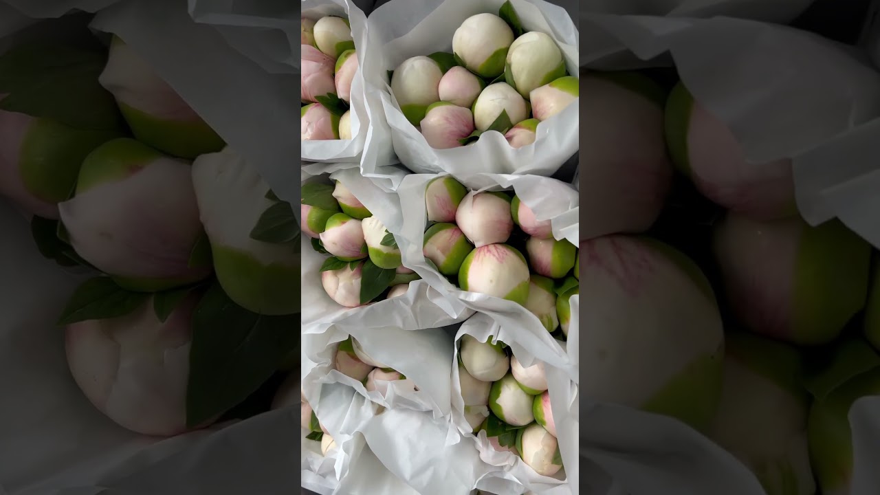 Peony Colonel Owen Cousins