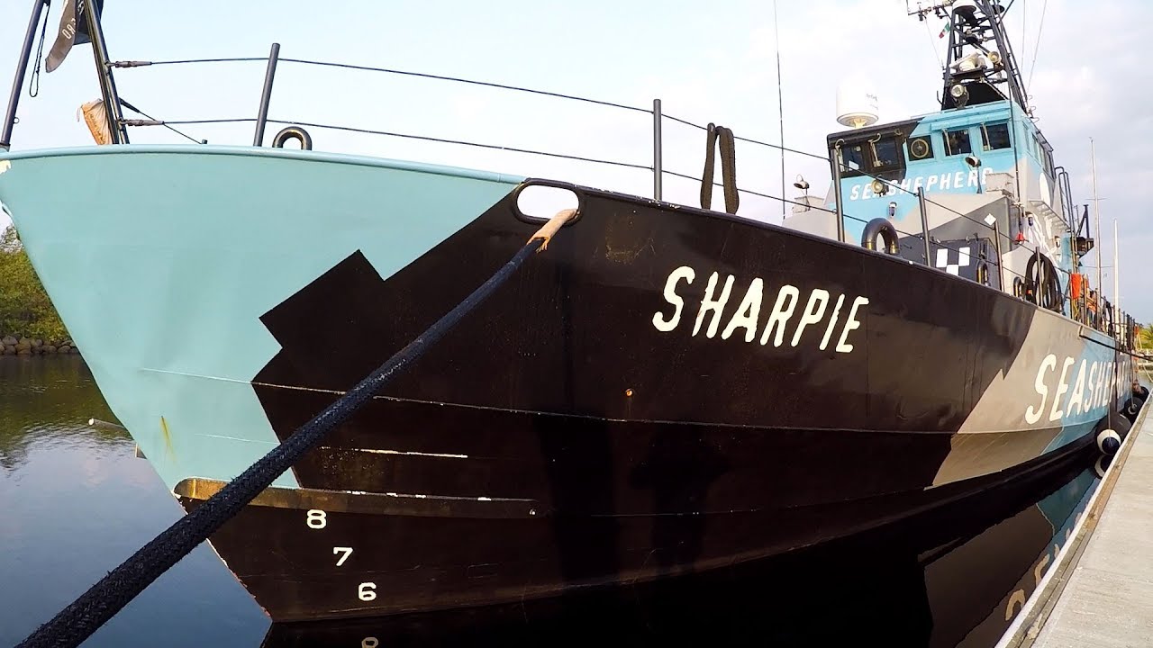 Ep 91 | A Close Encounter with a Sea Shepherd, Sailing Nutshell