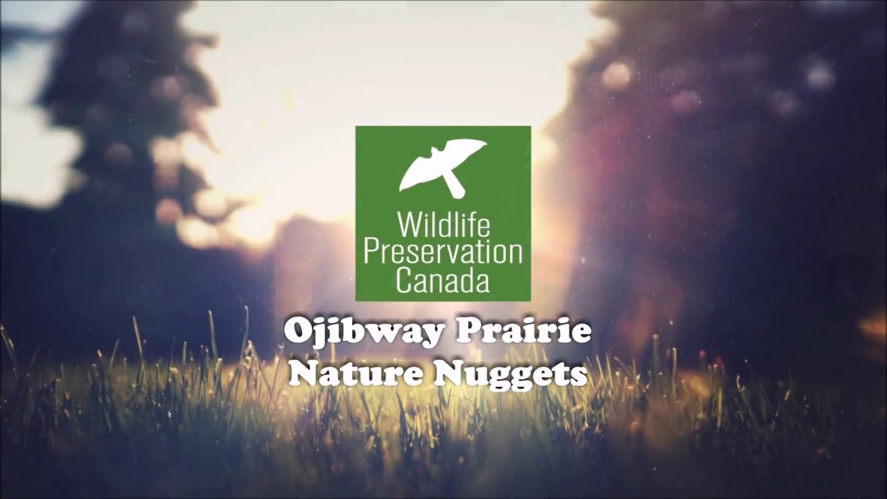 video phone beyonce mp3 Ojibway Prairie Nature Nuggets- Chunks, the Massy Mother