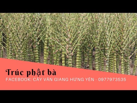 Trúc phật bà - Cây Văn Giang Hưng Yên (Hula Trees) | Foci