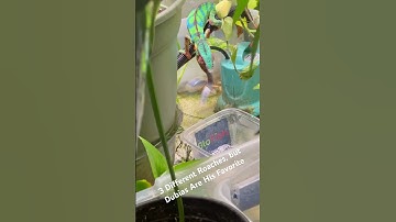 Subscribe for More Chameleon Care Videos #chameleon #reptiles #shorts