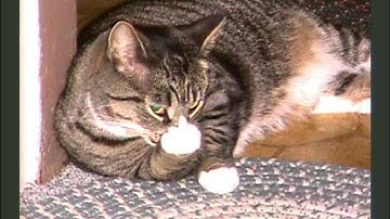 DrupalCon Los Angeles 2015: No