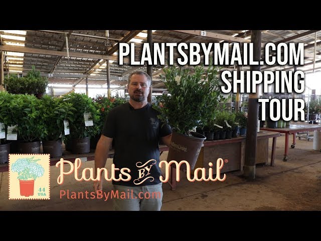 Plantsbymail.com Tour - Picking, Boxing, and Shipping Mail Order Plants -  YouTube