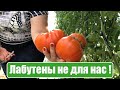 Лабутены не для нас !