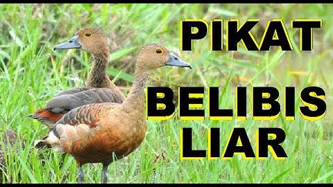 Suara pikat burung Blibis /Mliwis. suara pikat blibis pemikat ampuh untuk panggil burung liar