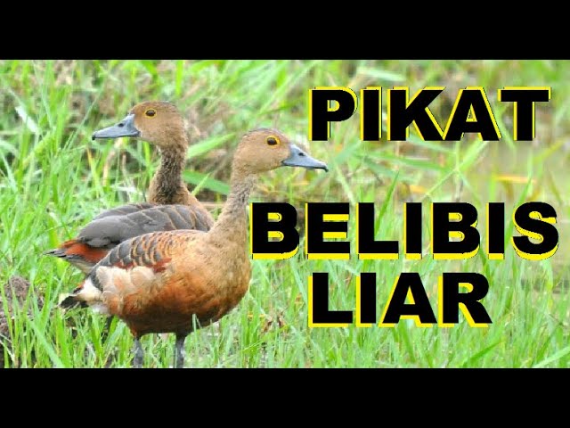 Suara pikat burung Blibis /Mliwis. suara pikat blibis pemikat ampuh untuk panggil burung liar class=