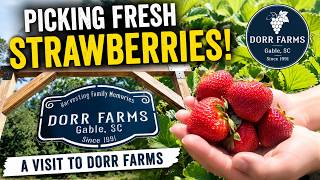 We Picked FRESH Strawberries at Dorr Farms! 🍓 (You Won’t Believe How Good They Are)