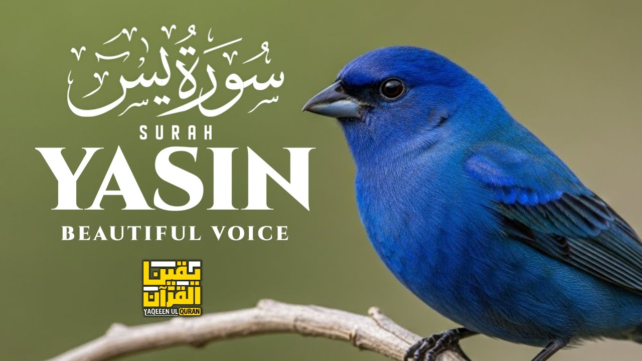 يس1Surah Yaseen سورة يس | Heart-Touching & Peaceful Recitation | YAQEEN UL QURAN 