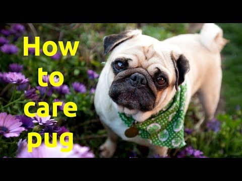How to care a pug l Basic care l Ultimate Pets Channel