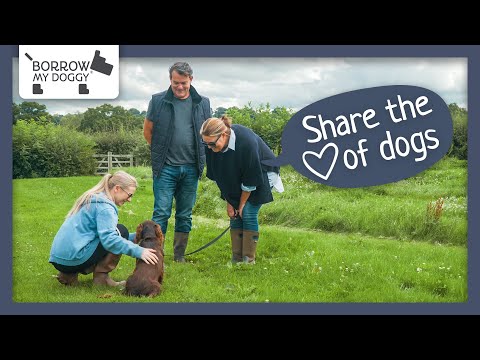 How the UK's largest dog sharing community works | BorrowMyDoggy