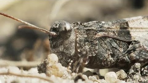 Grasshopper On The Sand Stock Video