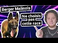 Berger belge malinois  attention avec ce chien 