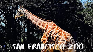 san francisco zoo screenshot 3