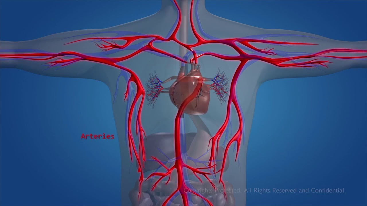 Видео human. Кровеносная система. Сердечно сосудистая система артерии.