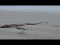 Sanderlings Birds On a sea shore in America - beautiful soothing sounds of sea waves