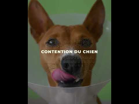 Vidéo: Pet Talk: Mois de sensibilisation au cancer chez les animaux de compagnie