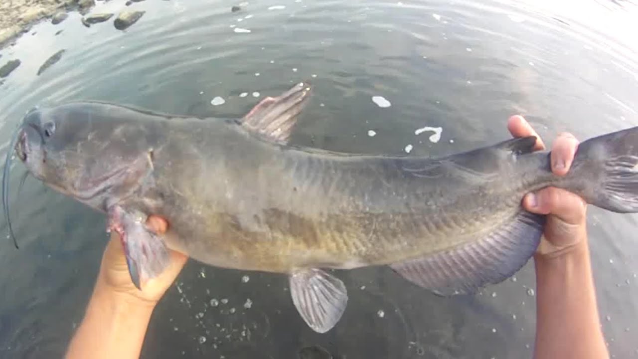 Bait Fishing #114 - River Fishing for Channel Catfish, Big Smallmouth
