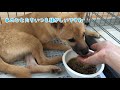 保護犬が心を開いてくれるまでの1週間の記録