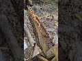 🐝🌍acompáñenme a revisar mi colmena de abejas #campo #viralvideo#abejas #ahumador