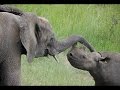 Wild Ass Mating In Somali