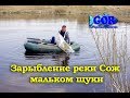 Зарыбление реки Сож мальком щуки