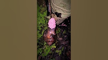 khoảnh khắc ốc táo mẹ đang đẻ trứng#xuhướng