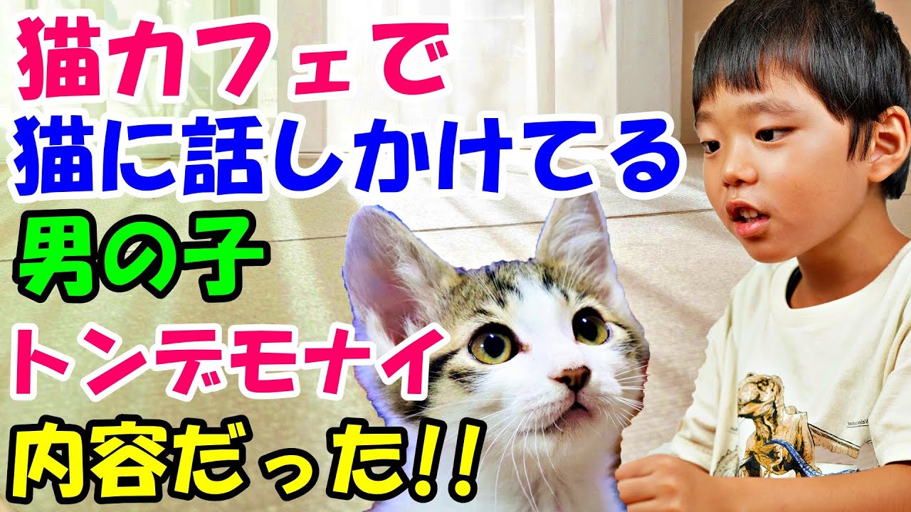 保護猫カフェで猫に対面で話しかけている男の子 自分の名前まで出て来てよく聞いてみたら衝撃の内容だった 猫の不思議な話 朗読 Youtube