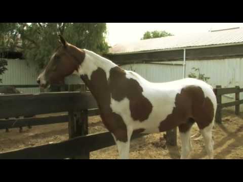 Βίντεο: Υποαλλεργική, Υγεία και Διάρκεια της Κούβας Pinto Horse Breed