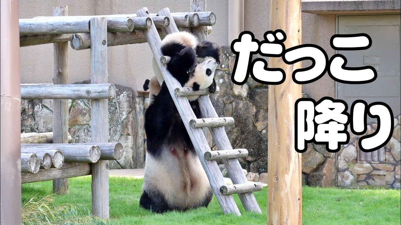 パンダ楓浜🐼大車輪🤣補助の良浜😆👍大金星⭐️ - YouTube