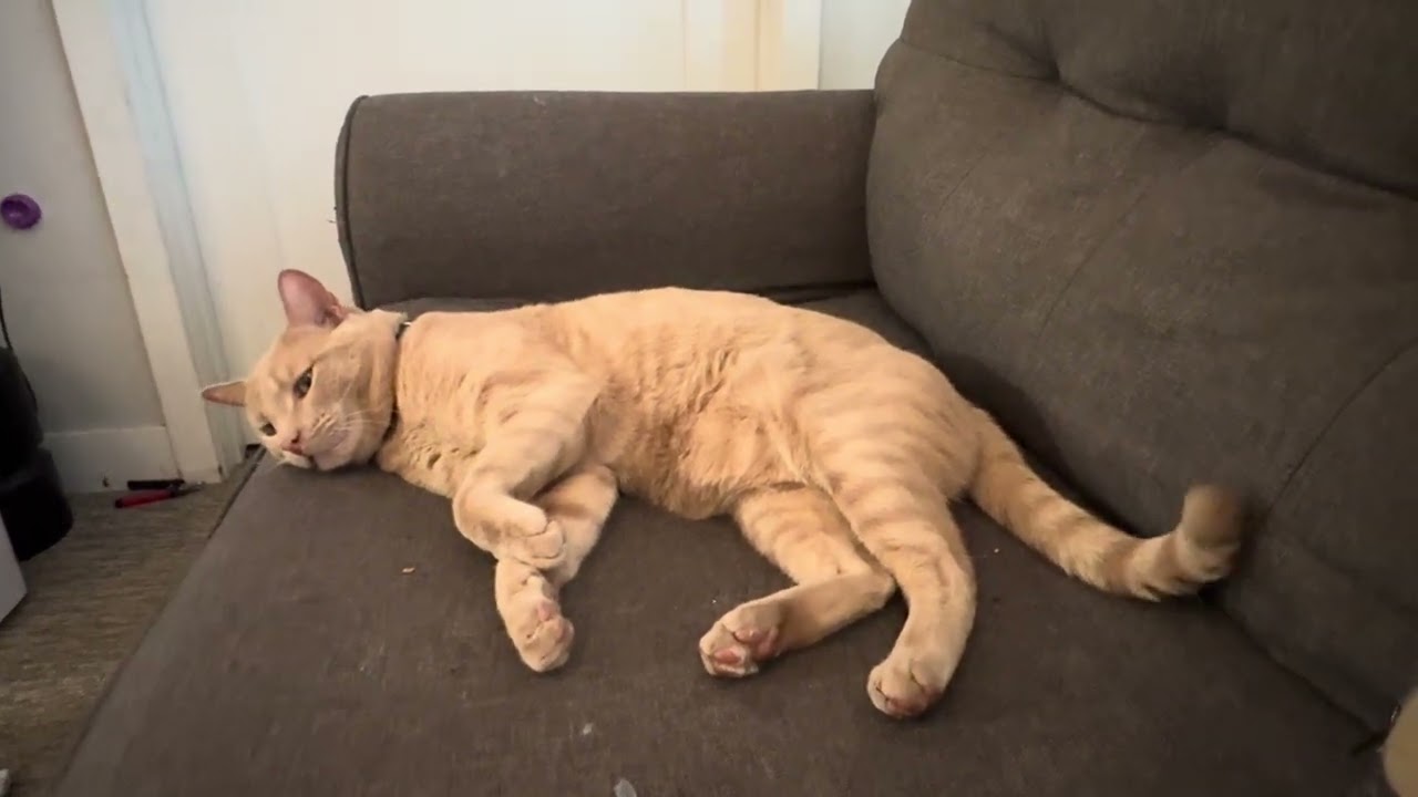 Cat and kitty 🐈🐈😺😺