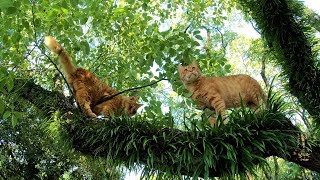仲良し茶トラ猫達が一緒に木登り