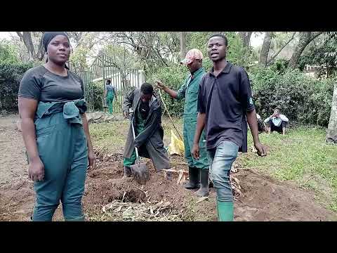 Video: Kutengeneza Mbolea Majani Yanayougua - Je Niwe Naweka Majani Na Kuvu kwenye Mbolea