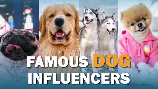 Famous Dog Influencers | Talkin' Dogs by Continental Kennel Club, Inc. 453 views 1 year ago 3 minutes, 39 seconds