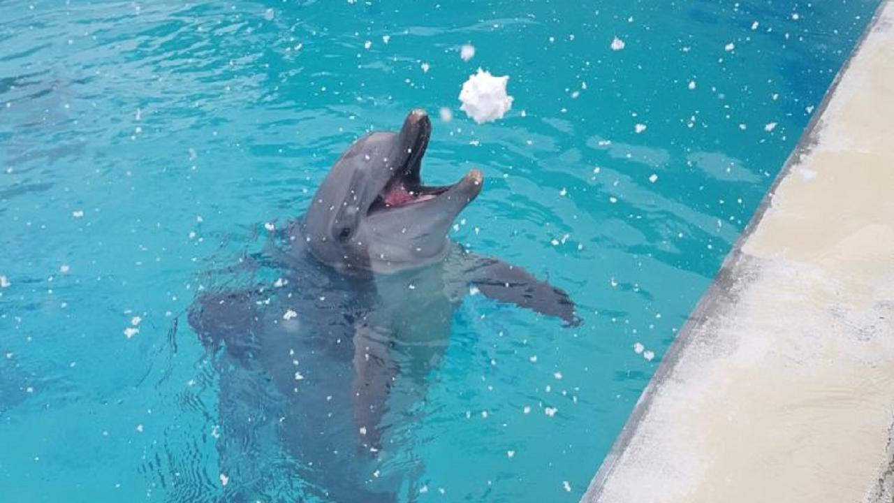 Zoomarine rimarrà chiuso: niente spettacoli con i delfini ...
