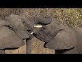 SafariLive - Playing elephants...funny elephants....and more elephants.