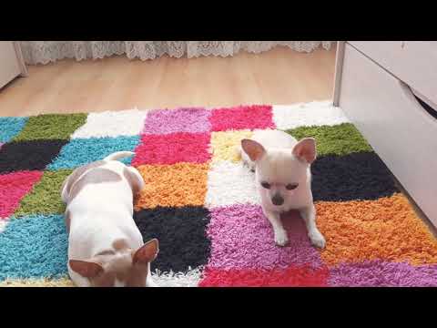 DIY: как сшить поводок для собаки своими руками?))🐶