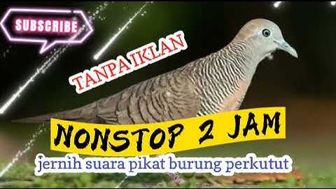 SUARA BURUNG PERKUTUT PIKAT NONSTOP 2 JAM TANPA IKLAN