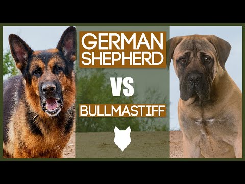 GERMAN SHEPHERD VS BULLMASTIFF