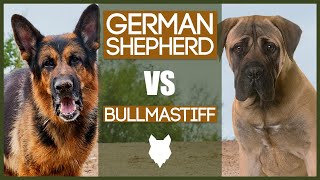 GERMAN SHEPHERD VS BULLMASTIFF