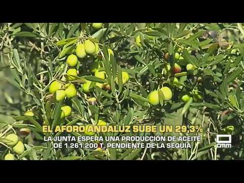 The Field | Andalusia expects olive oil production of 1,261,200 tons | 09/29/26